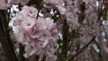 Cherry blossom tree. The Beauty of the Shelby Ave. Arboretum Cherry Blossom Trees