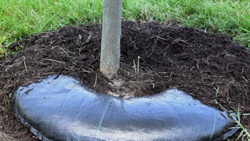 Tree diaper around a tree. Tree Diapers: What Are They and How Have They Helped the Arboretum?