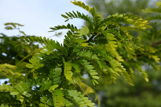 Christie (Halka™) Honeylocust | Shelby Arboretum