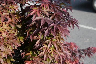  Japanese Maple (Twombly's Red Sentinel)